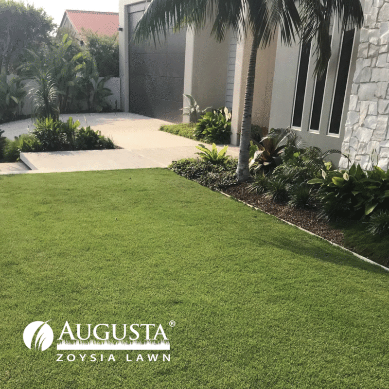 Thumbnail Augusta Zoysia Thumbnail Augusta Zoysia